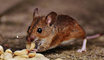 24 Hour & Emergency Exterminators in Centerport, PA